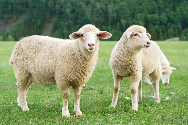 Domba Qurban